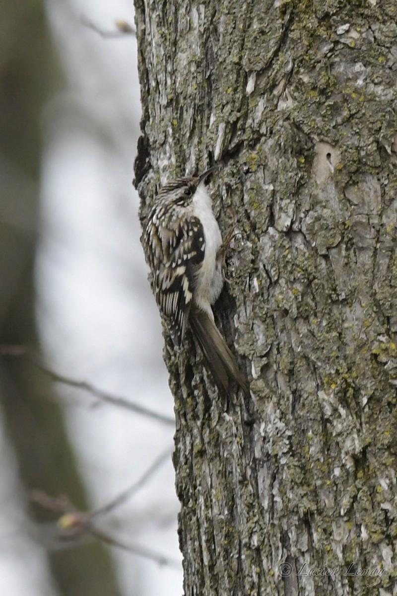 Brown Creeper - Lucien Lemay