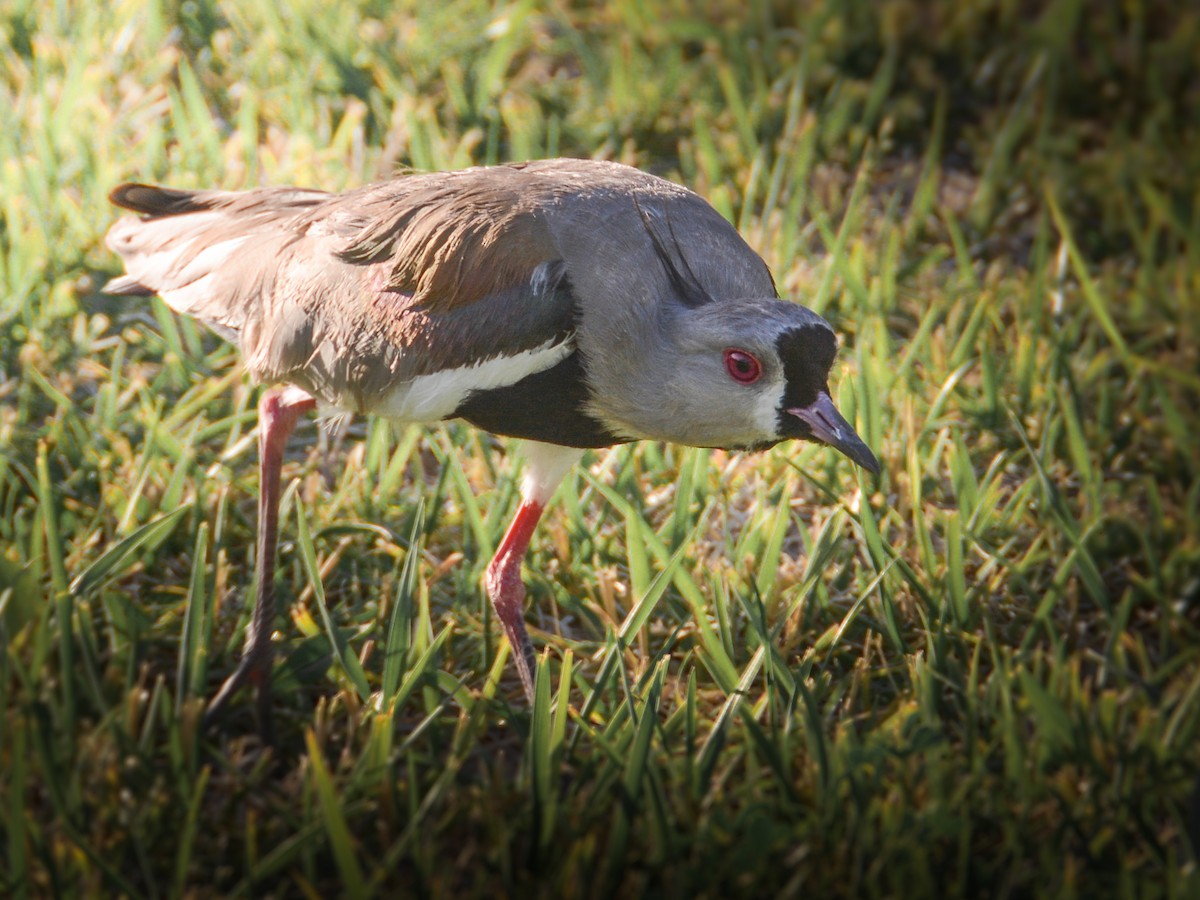 Southern Lapwing - ML233990491