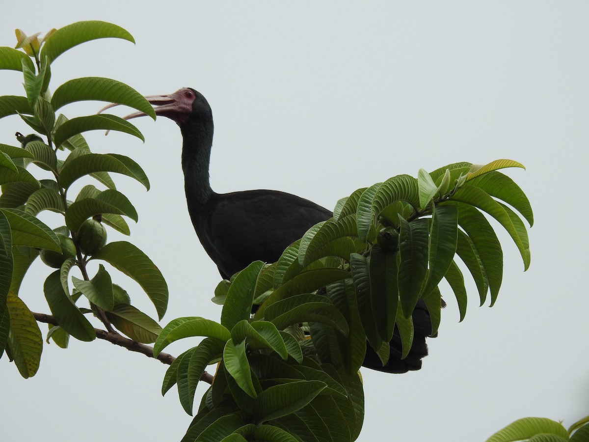 rødmaskeibis - ML233990911