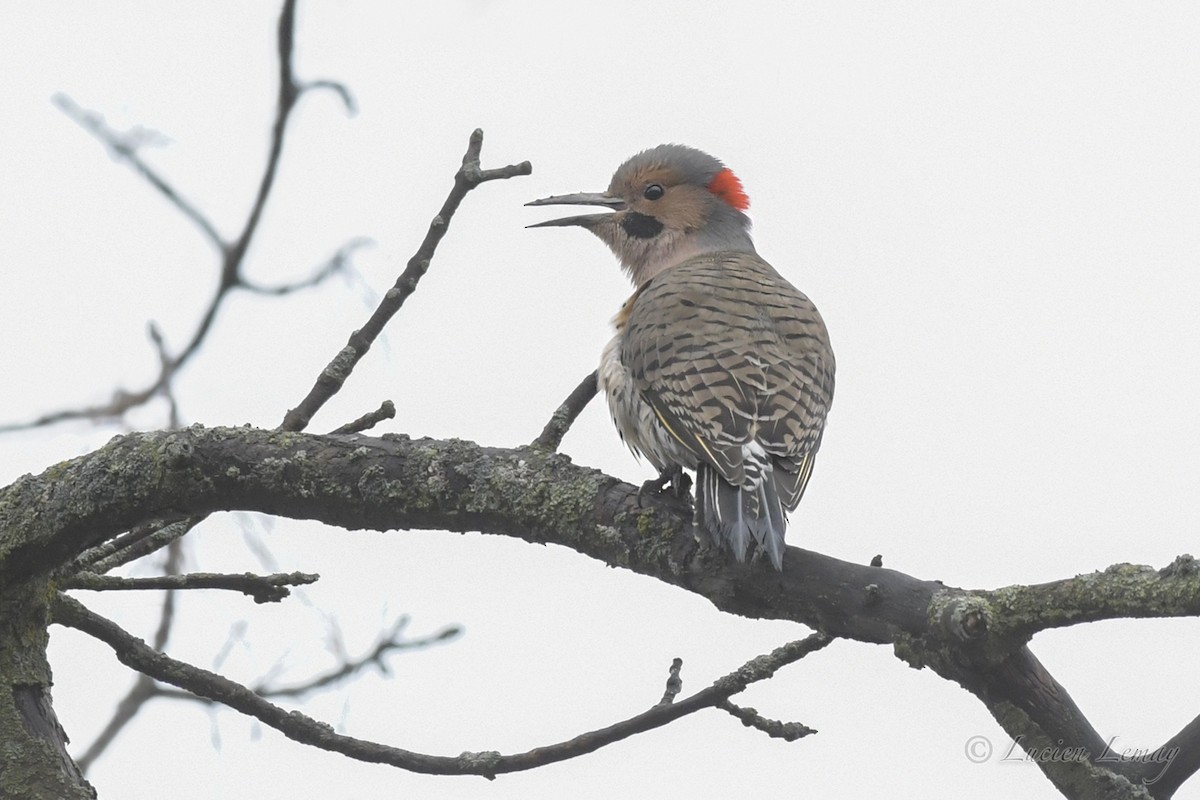 Northern Flicker - ML233992041