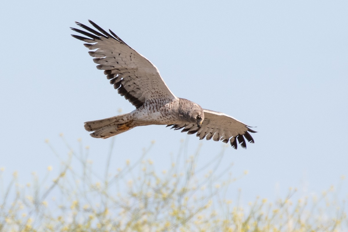 Northern Harrier - Robert Lewis