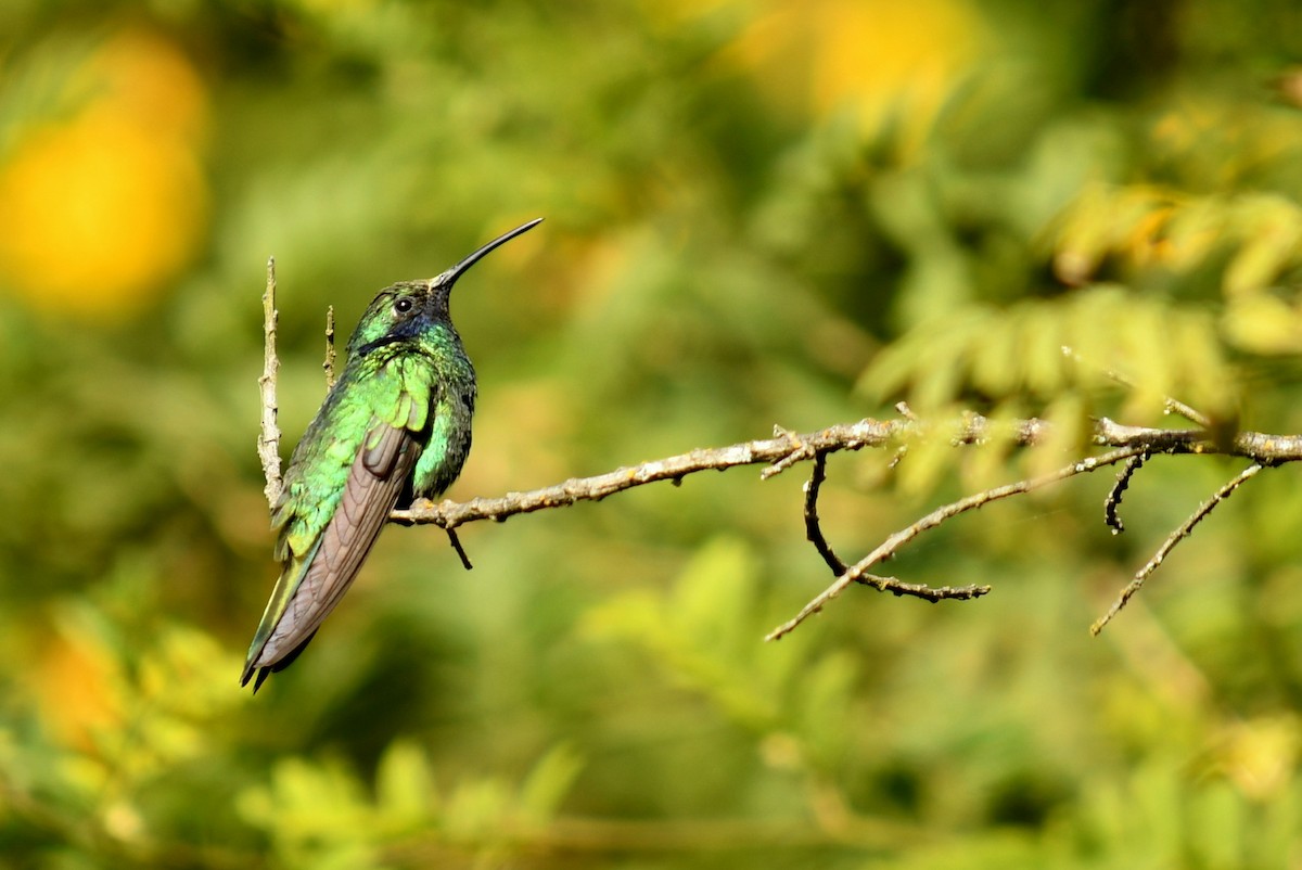 Sparkling Violetear - Jaime Valenzuela Trujillo