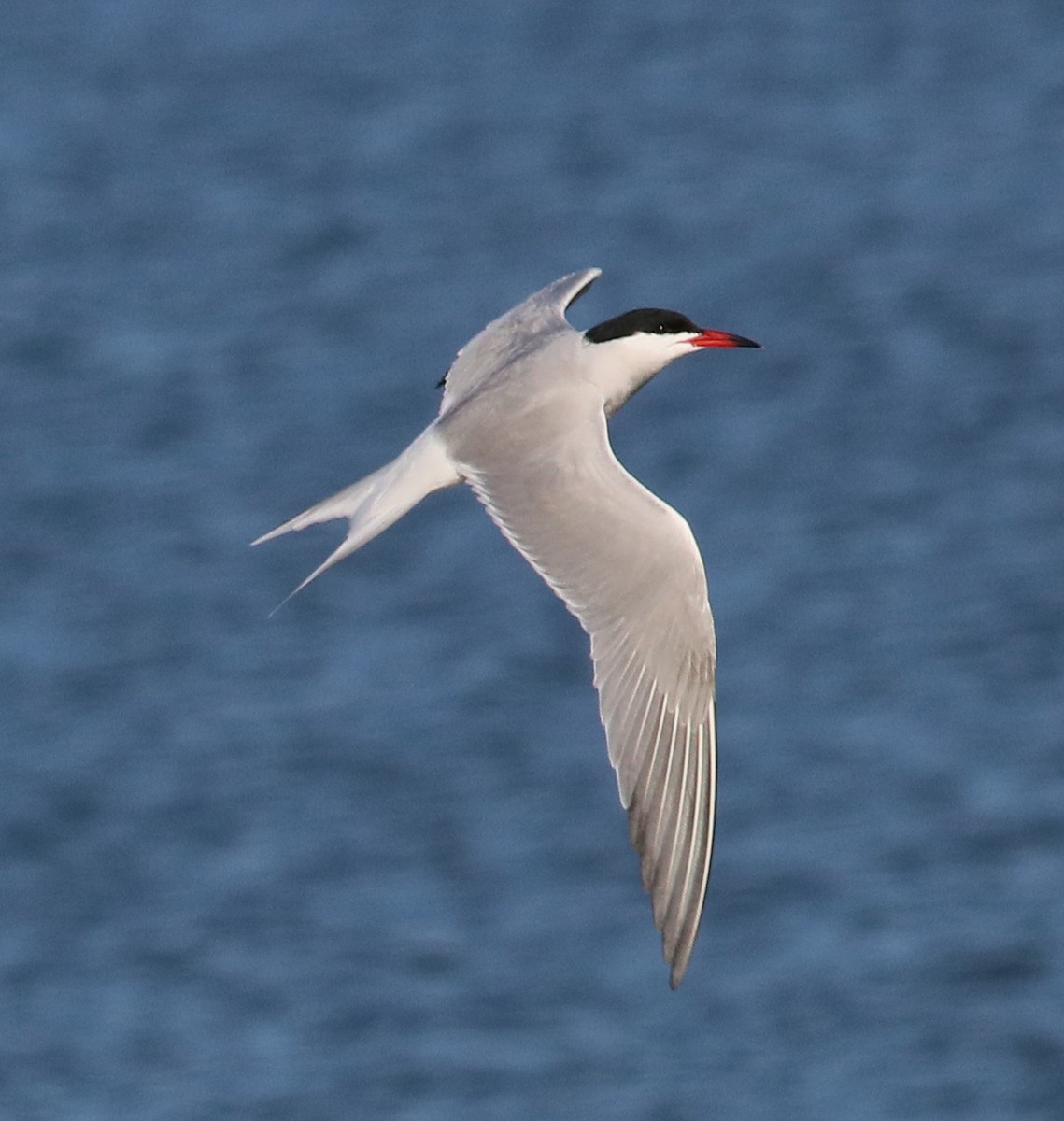 Common Tern - Larry Sirvio