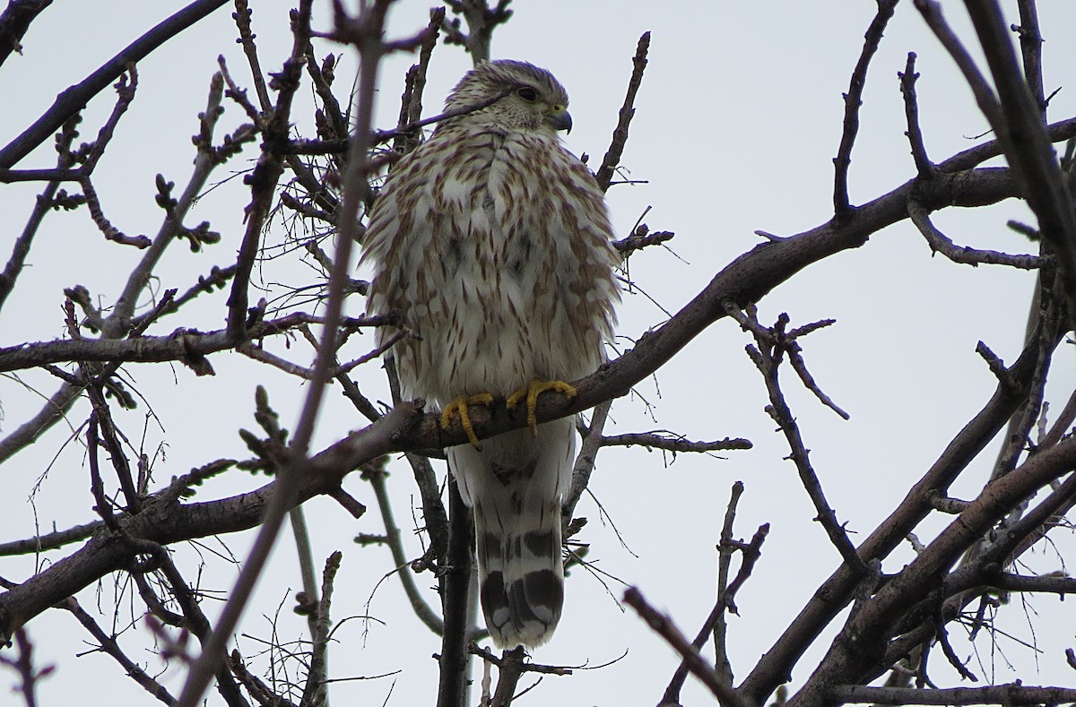 Merlin - Bob Pruner