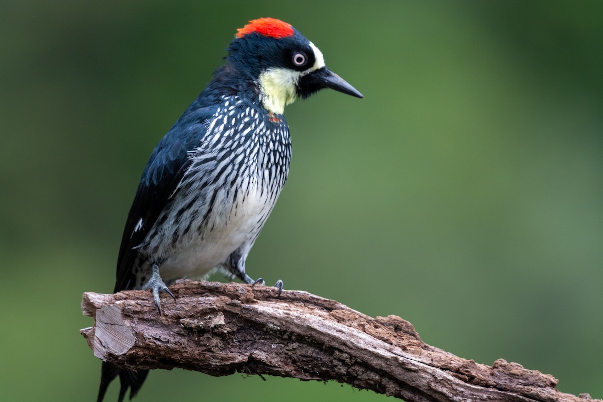 Acorn Woodpecker - ML233996281