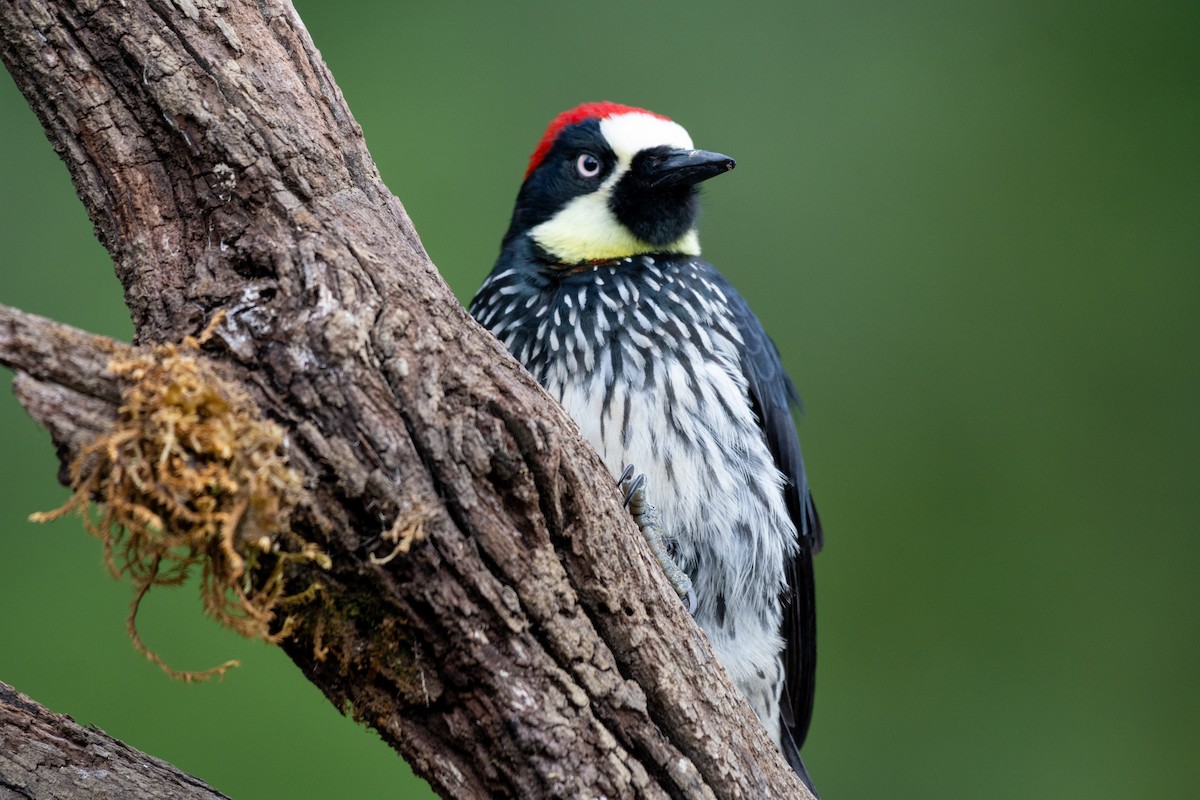 Acorn Woodpecker - ML233996331