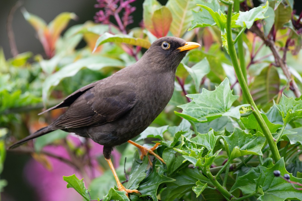 Sooty Thrush - ML233996431