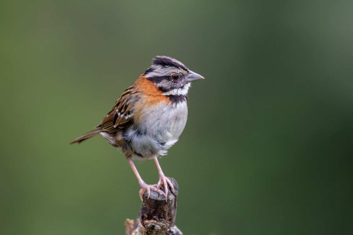 Rufous-collared Sparrow - ML233996541