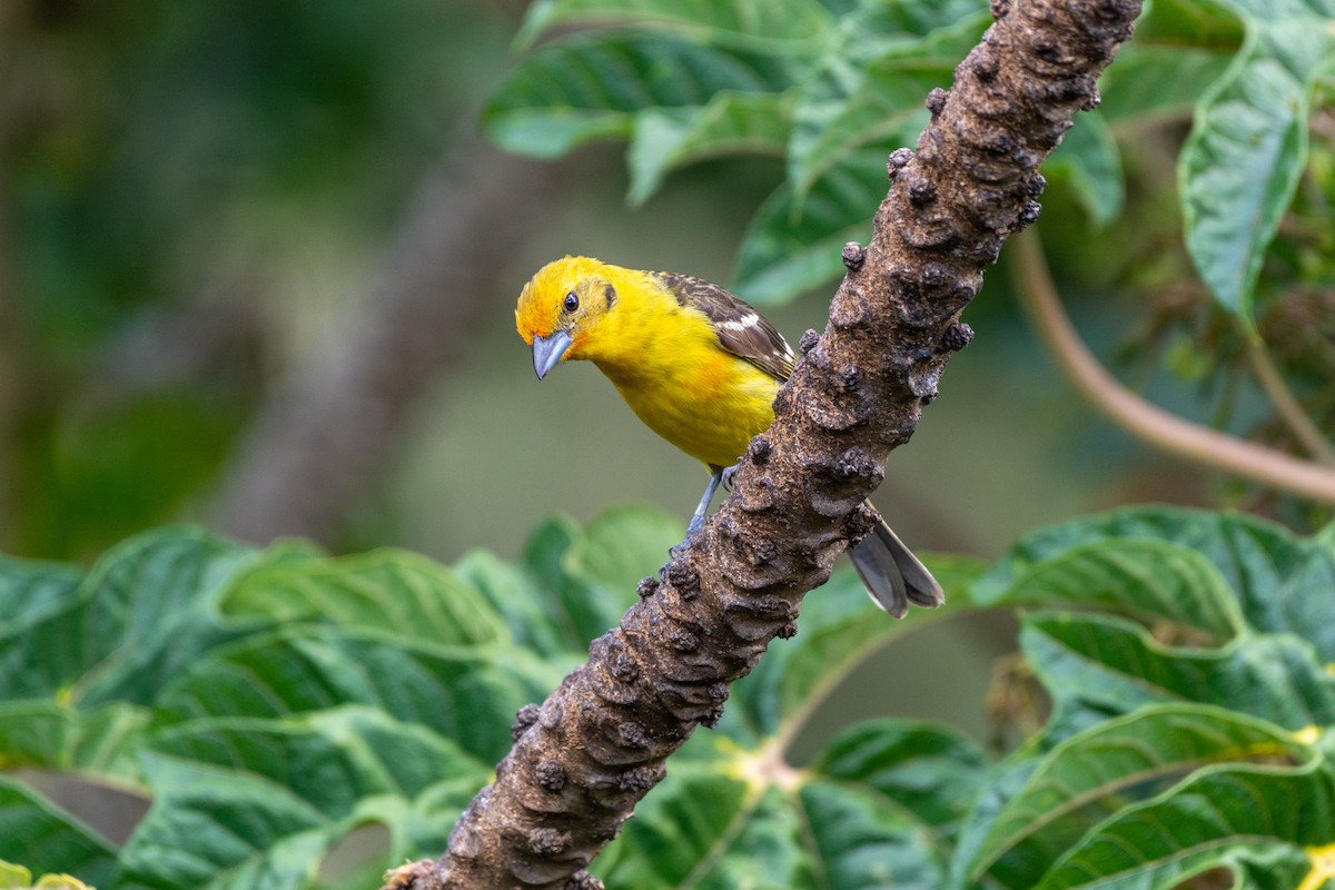Flame-colored Tanager - ML233996631