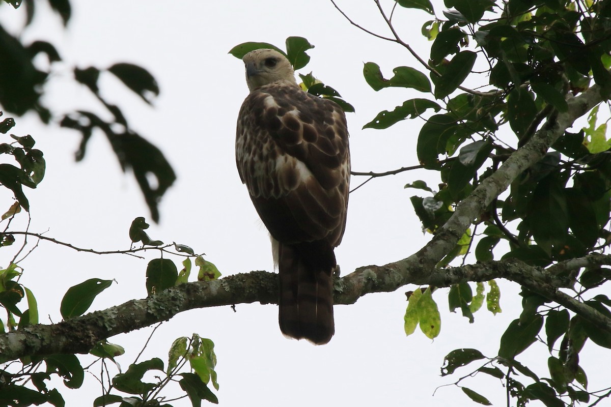 indiaskogørn (limnaeetus gr.) - ML233996841