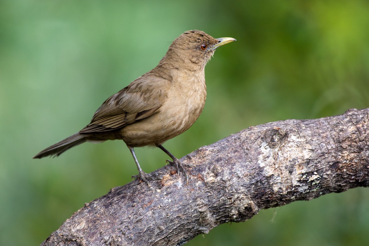 Clay-colored Thrush - ML233997061