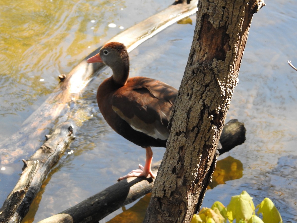 Black-bellied Whistling-Duck - ML233998111