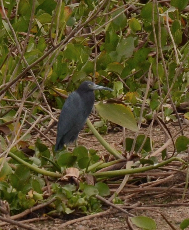 Little Blue Heron - Eugenia Boggiano