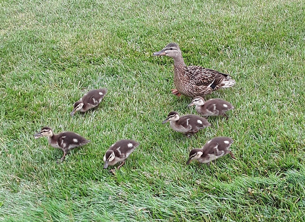 Mallard - ML234000391