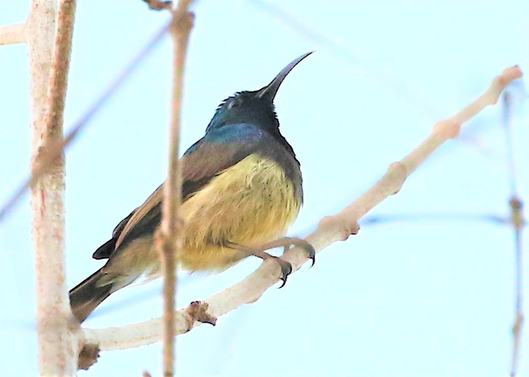 Souimanga Sunbird - ML234001531