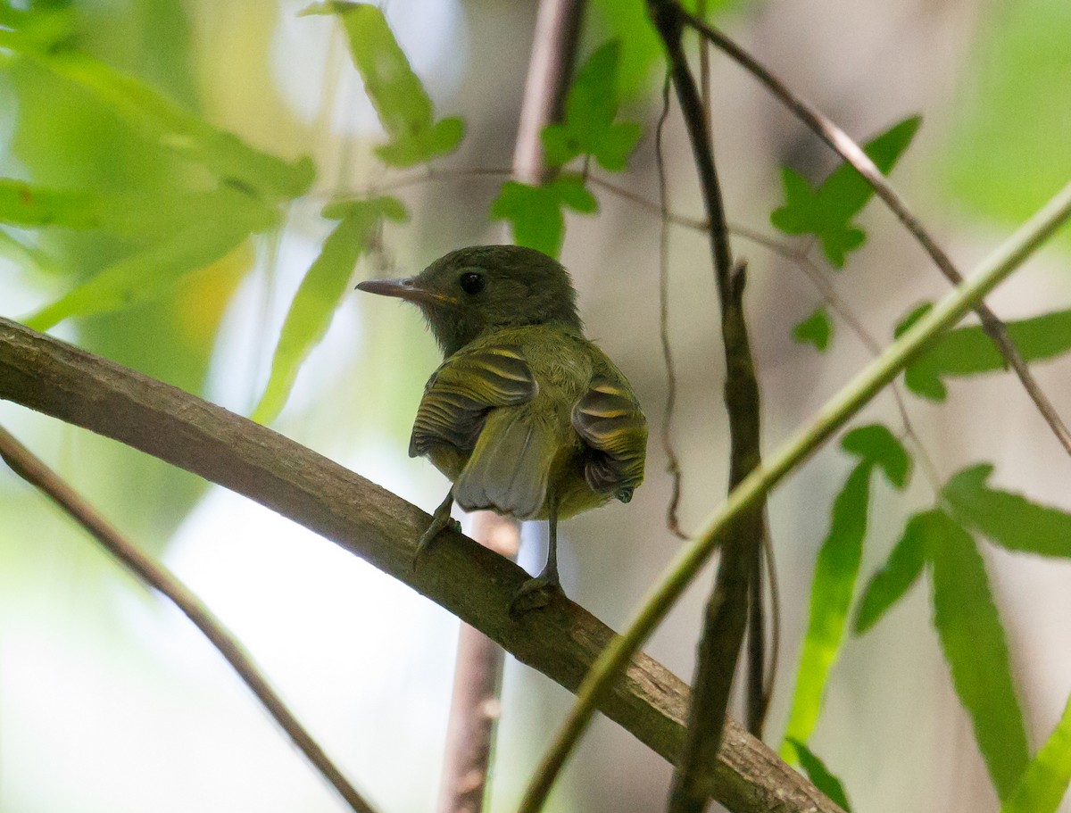 Ochre-bellied Flycatcher - Rolando Chávez