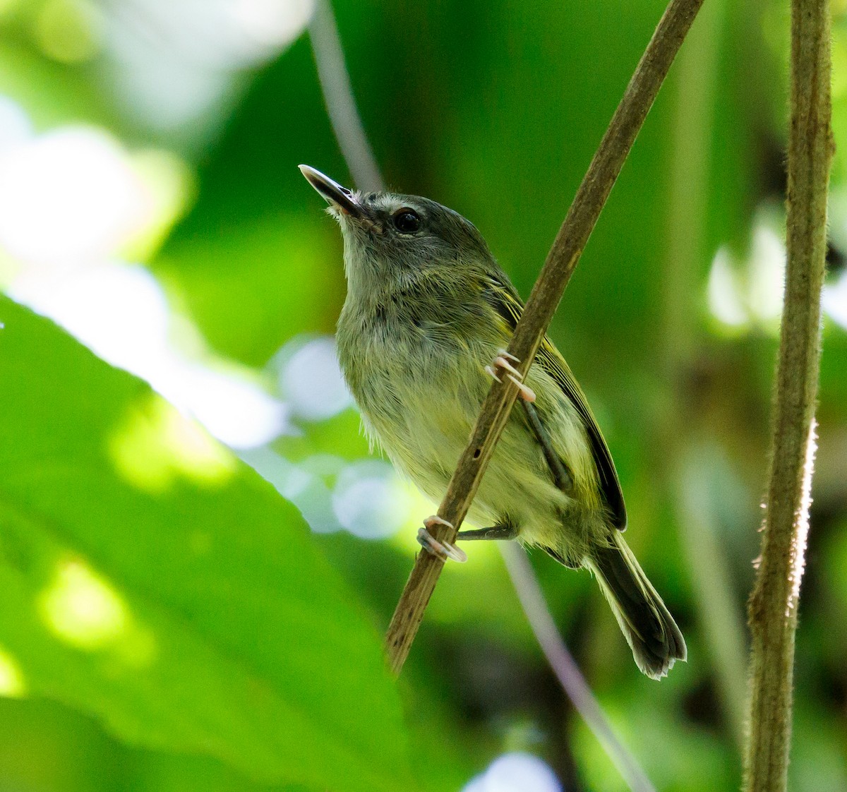 Slate-headed Tody-Flycatcher - ML234002001