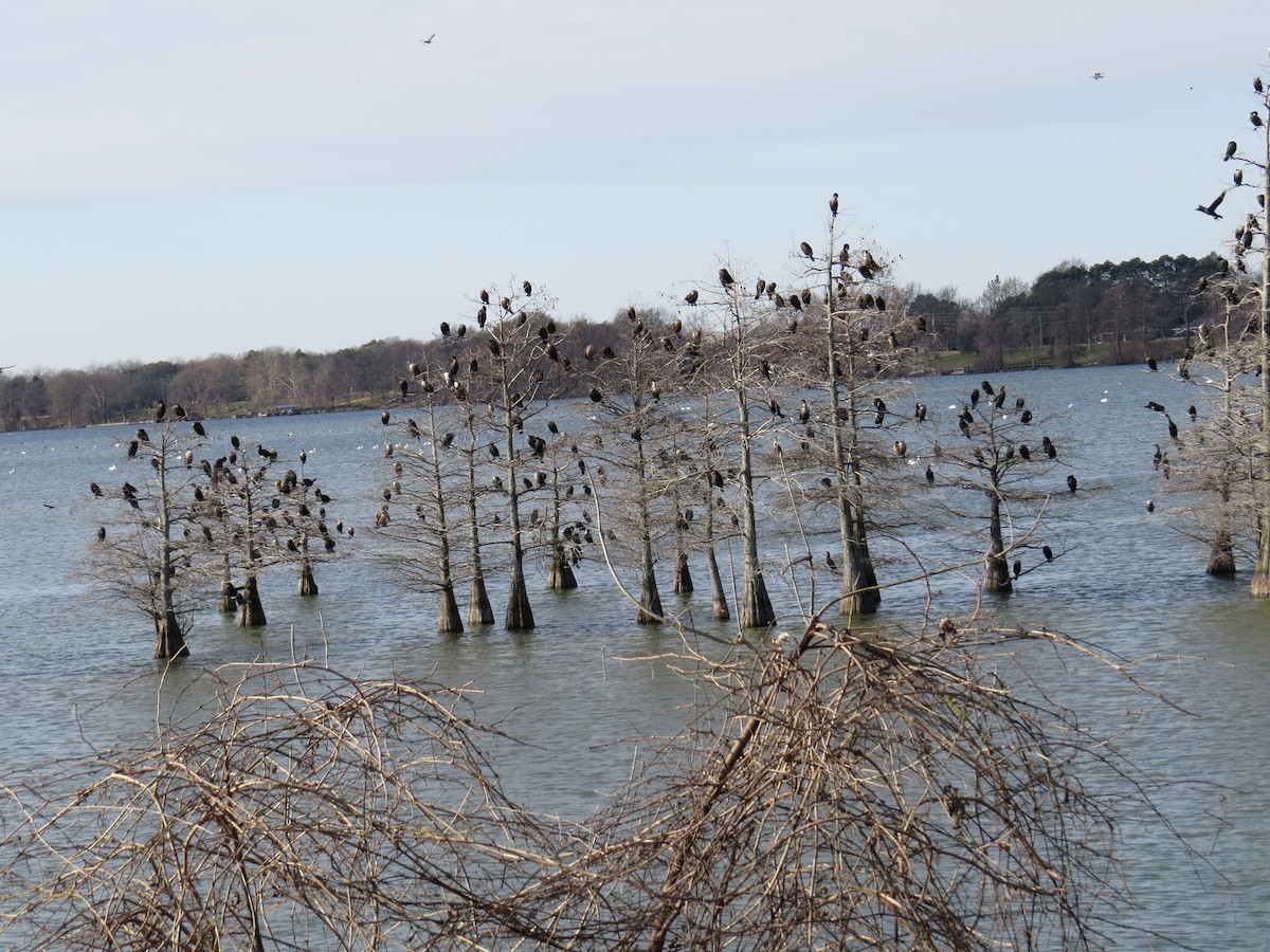 Double-crested Cormorant - ML23400231