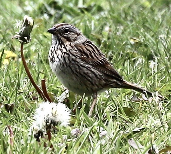 Lincoln's Sparrow - ML234002551