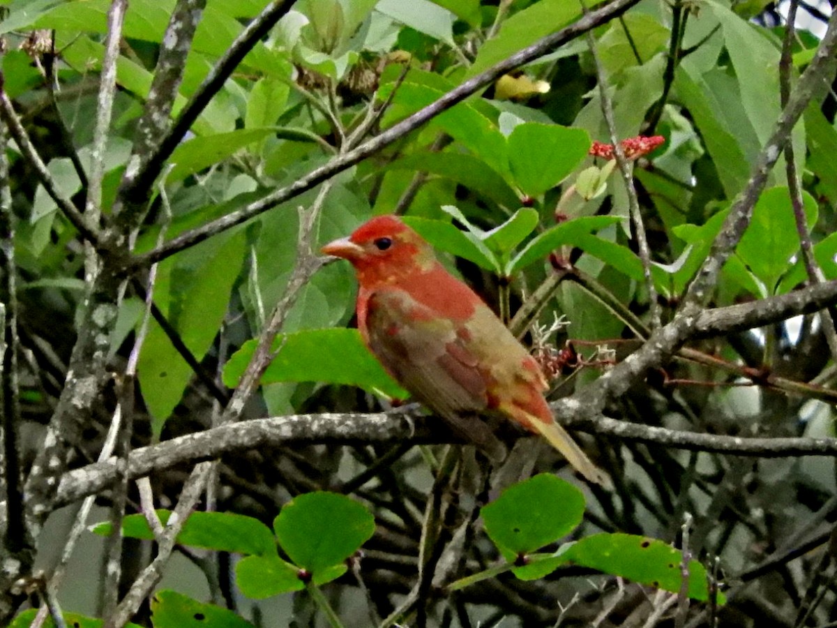 Summer Tanager - ML234002571