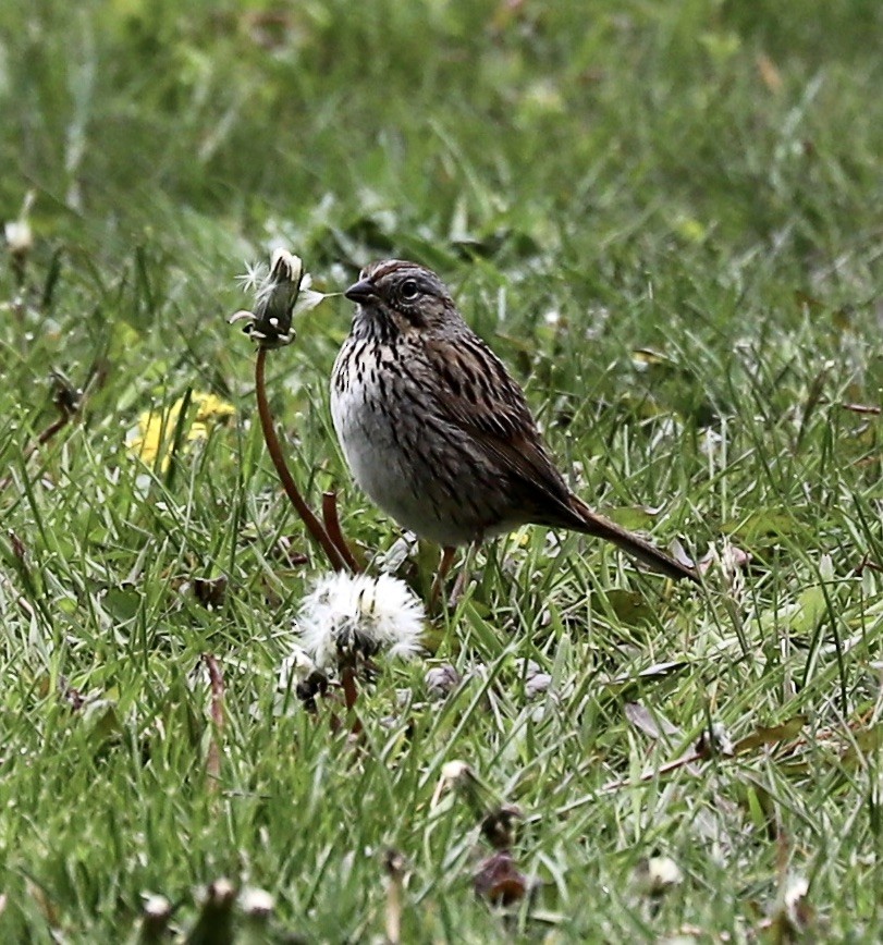 Lincoln's Sparrow - ML234002641