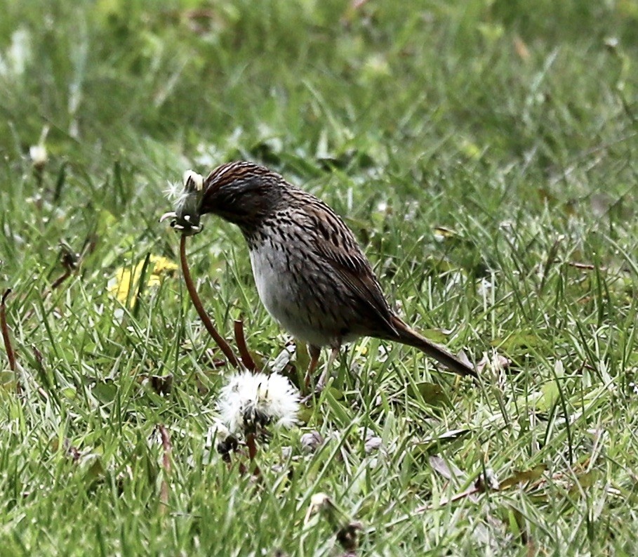 Lincoln's Sparrow - ML234002711