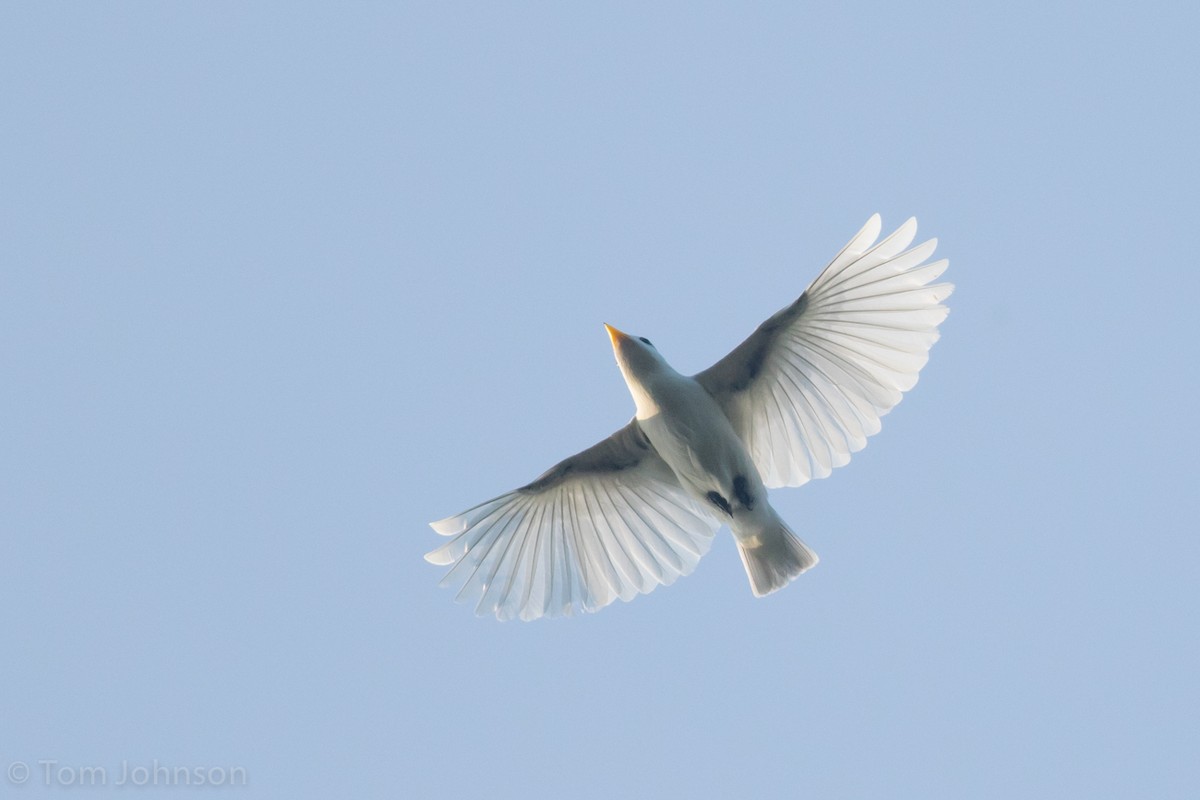 Yellow-billed Cotinga - Tom Johnson