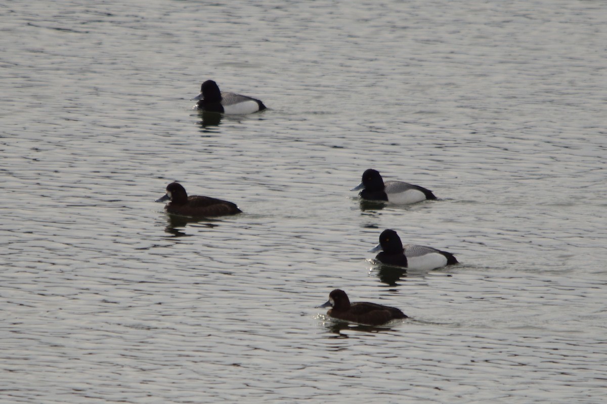 Greater Scaup - ML234006661
