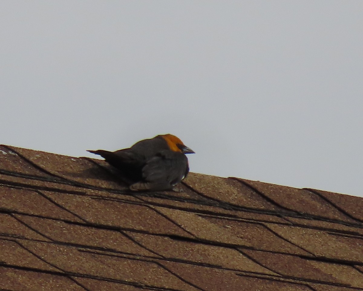 Yellow-headed Blackbird - ML234007811