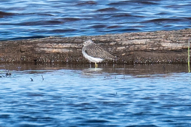 Solitary Sandpiper - ML234008771