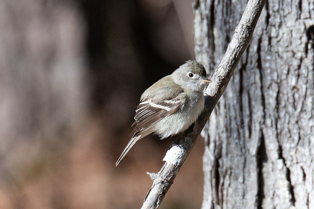 Least Flycatcher - ML234008971