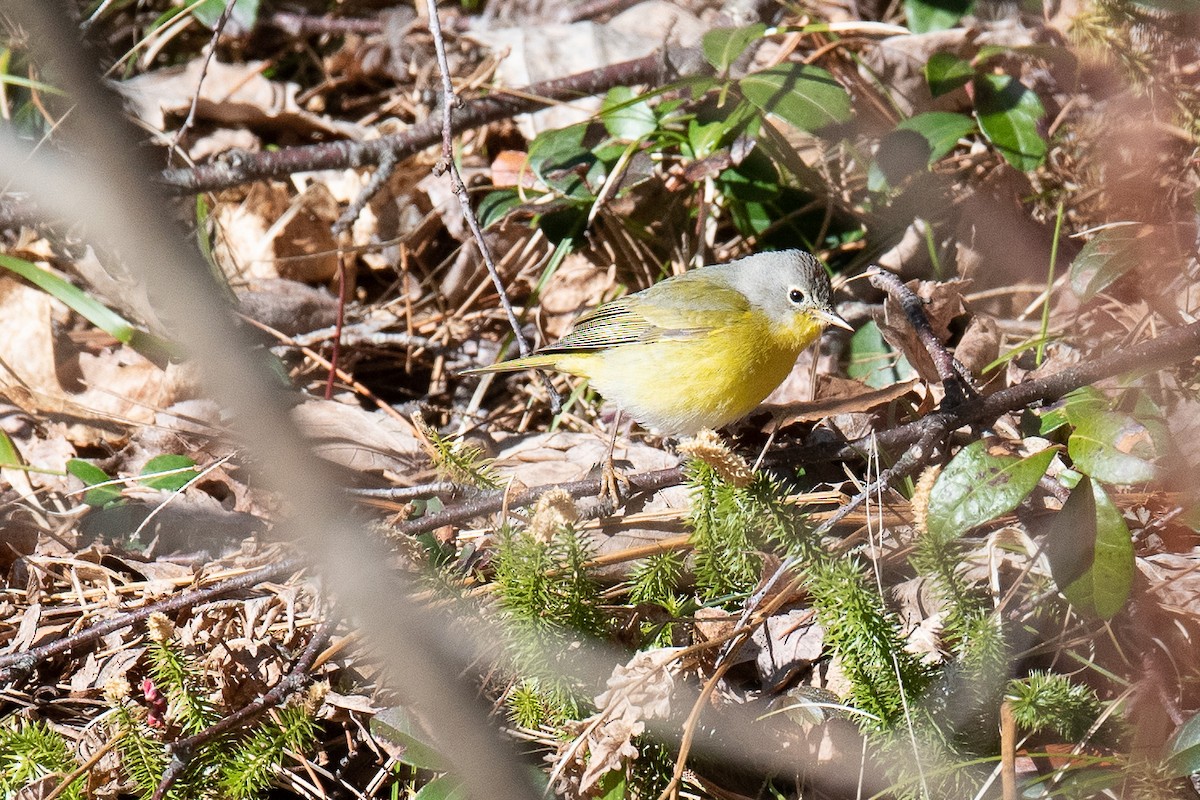 Nashville Warbler - ML234009351