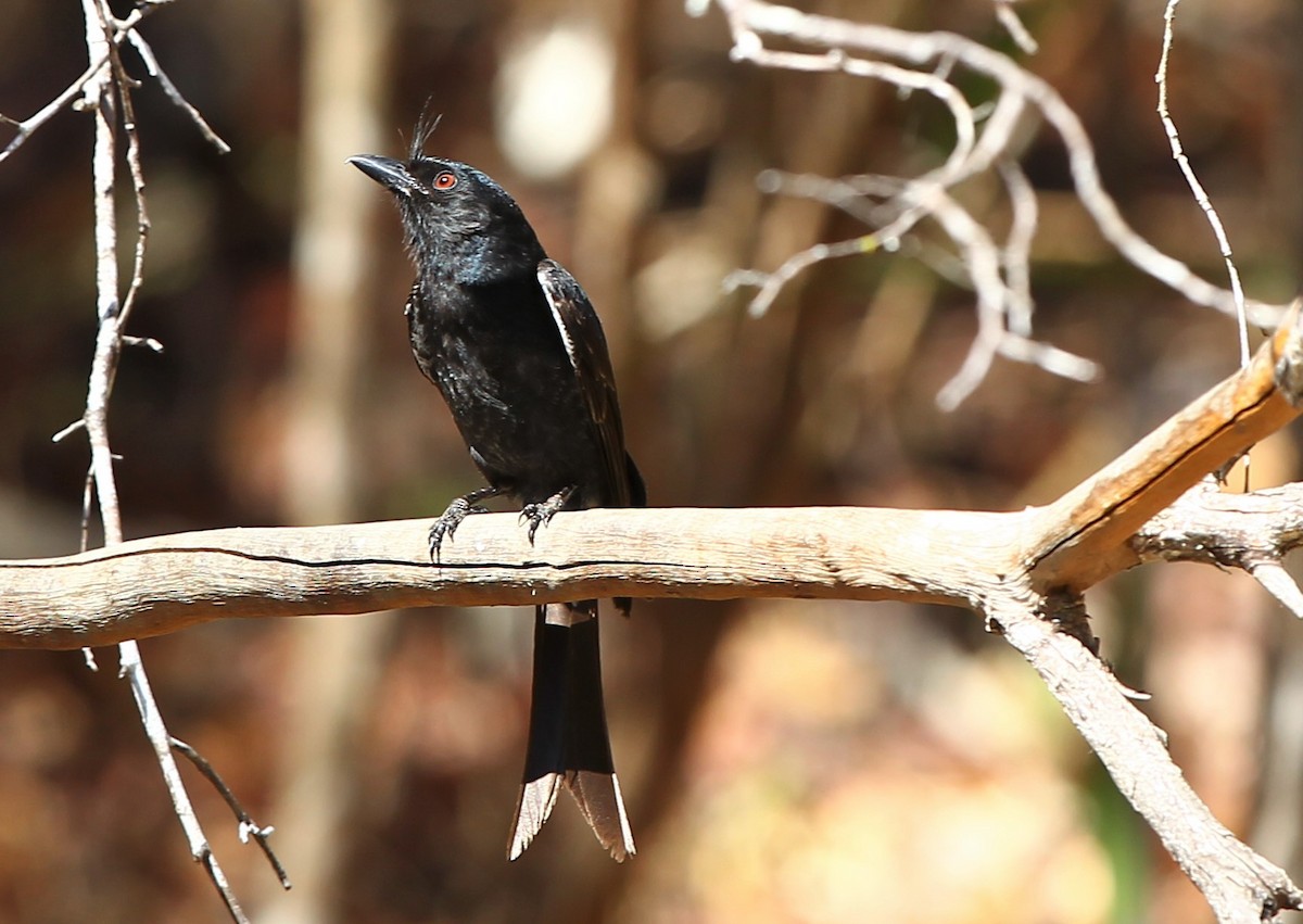 Crested Drongo - ML234009811