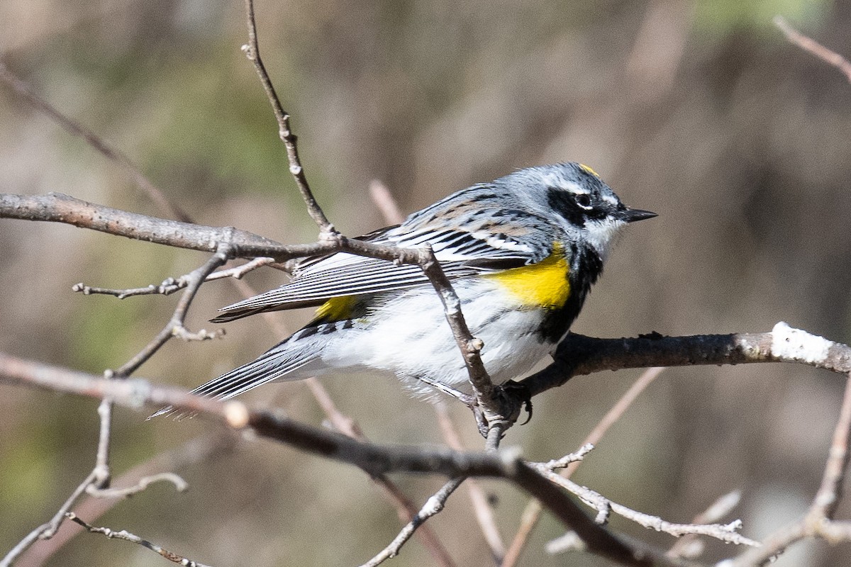 Yellow-rumped Warbler (Myrtle) - ML234009991