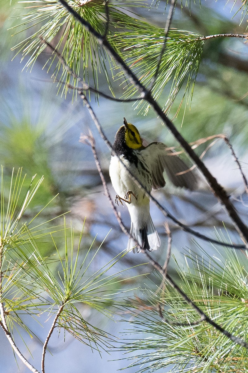 Black-throated Green Warbler - ML234010191