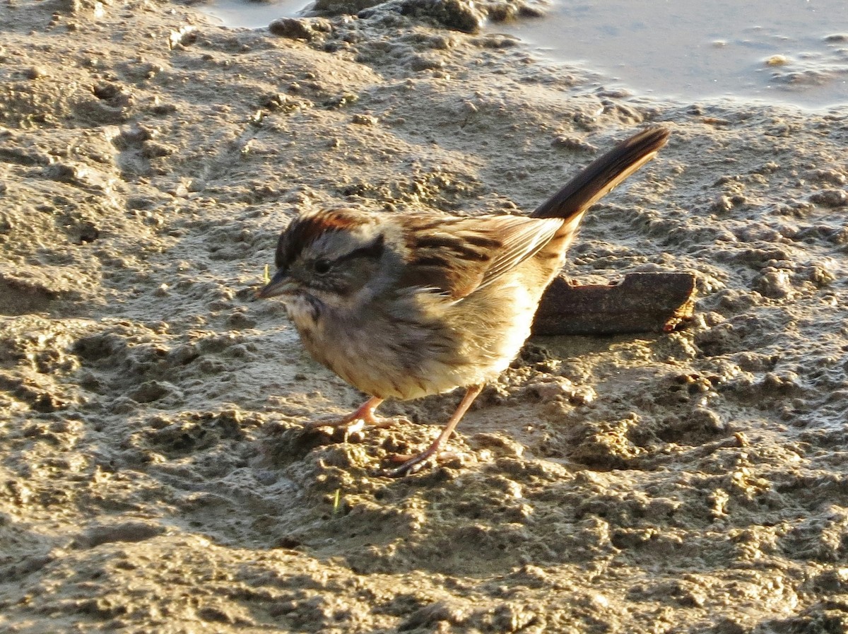 Swamp Sparrow - ML23401071