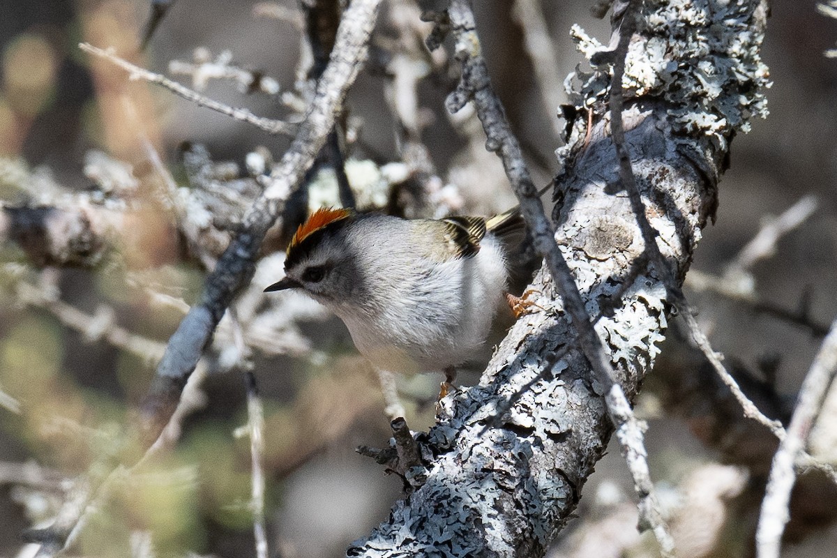 Golden-crowned Kinglet - Warren Whaley