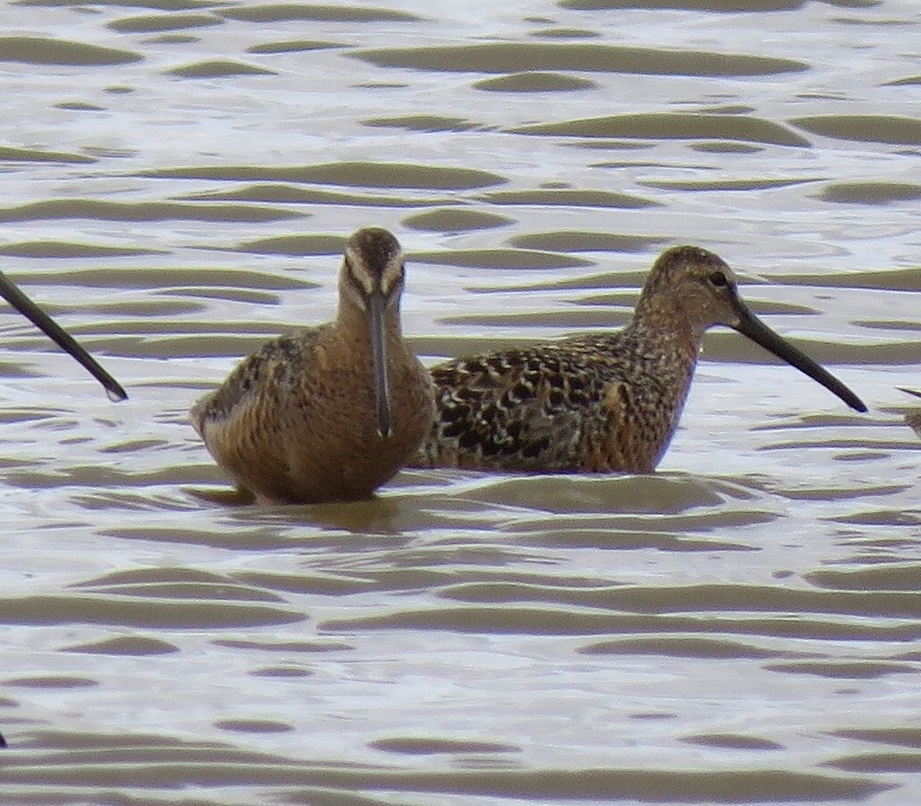 Long-billed Dowitcher - ML234011321