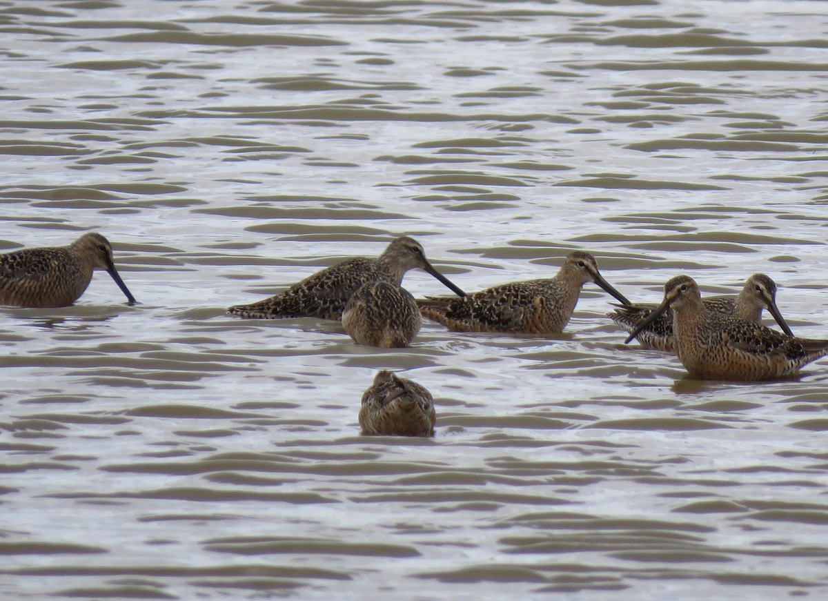 Long-billed Dowitcher - ML234011411