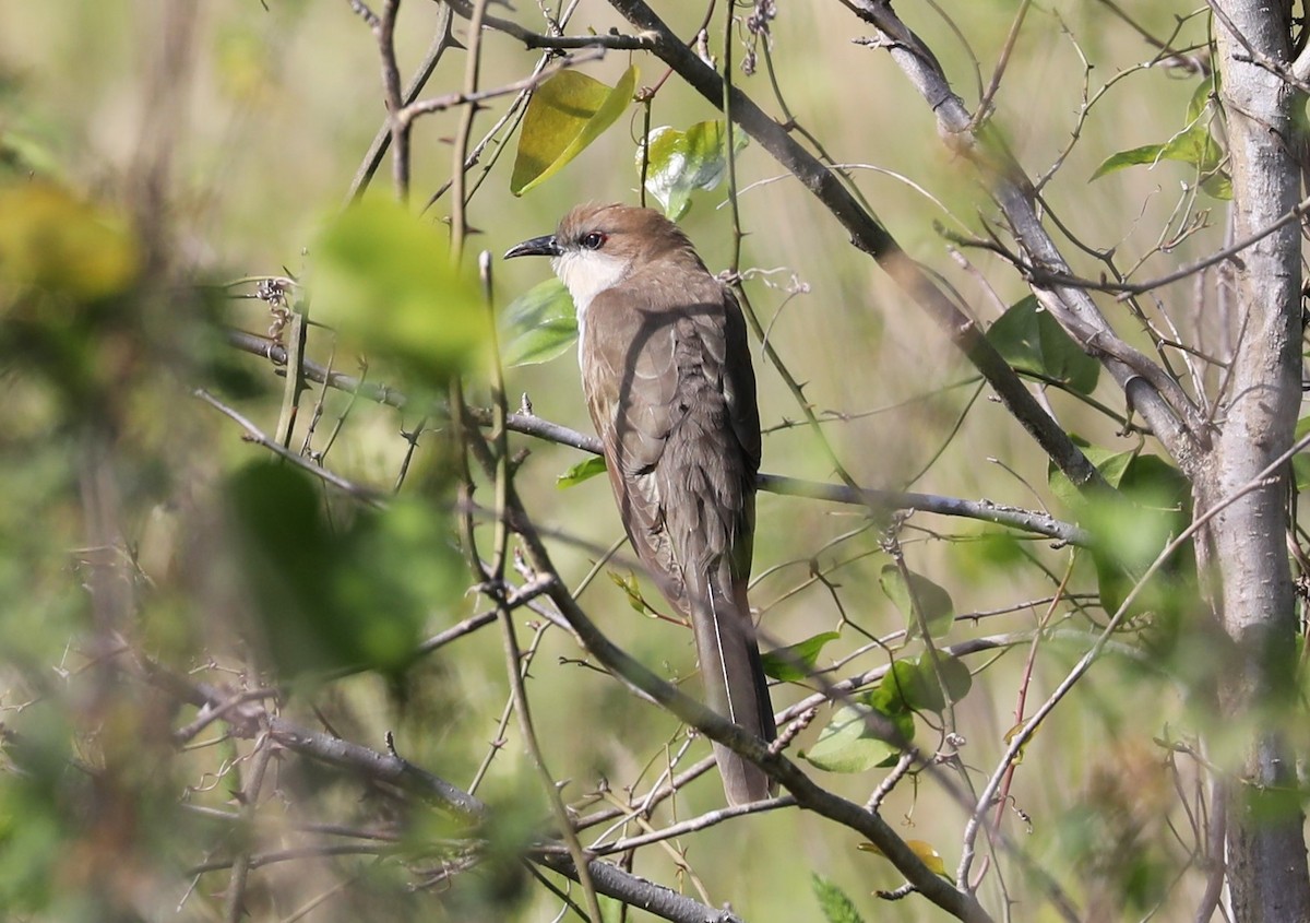 Black-billed Cuckoo - ML234014401