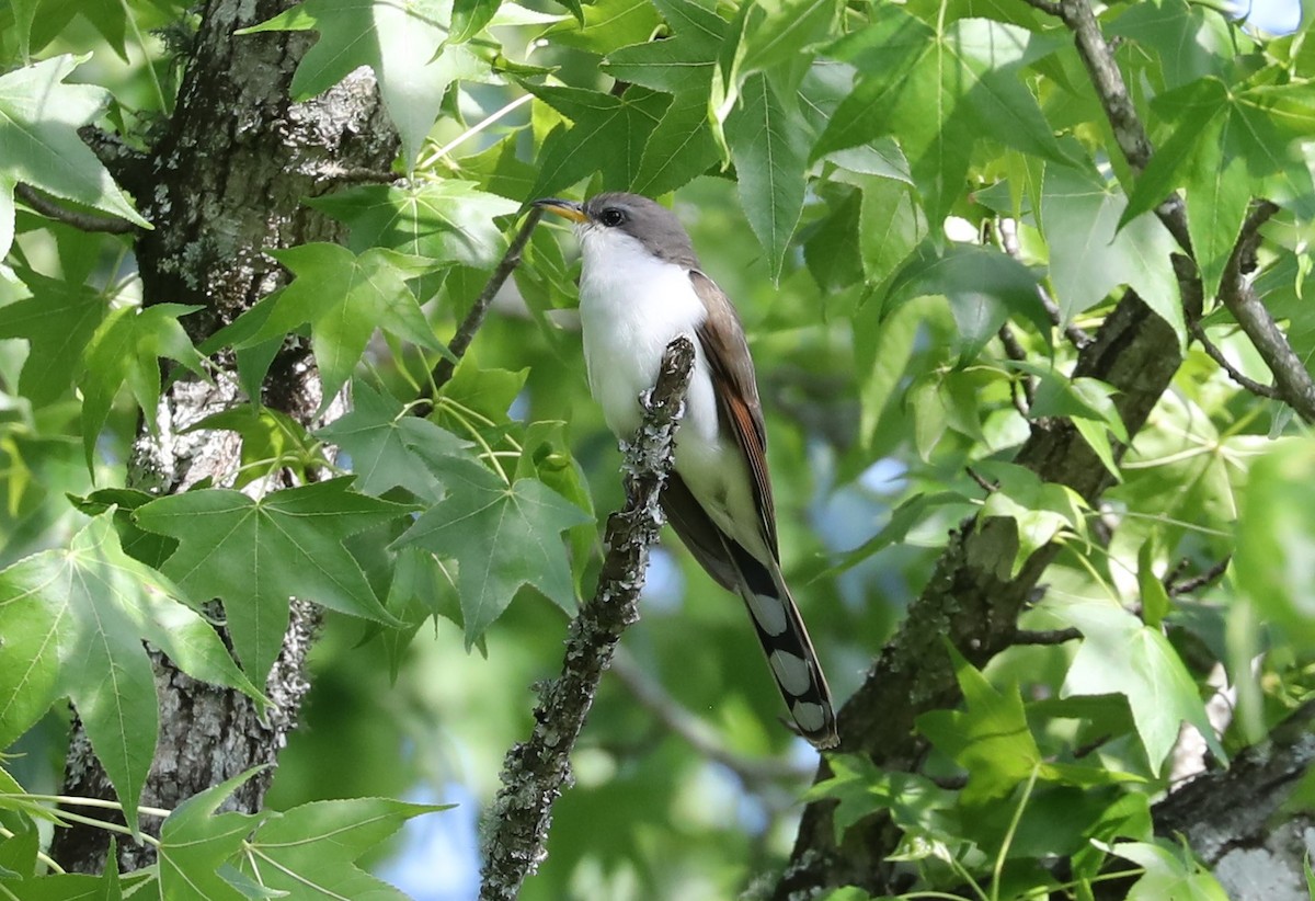 Yellow-billed Cuckoo - Rob Van Epps