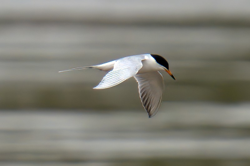 Forster's Tern - Kevin Turner