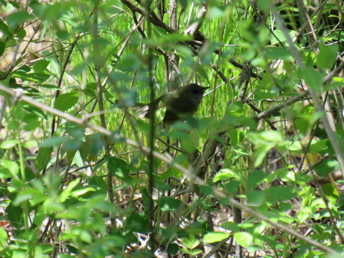 Mourning Warbler - ML234015761