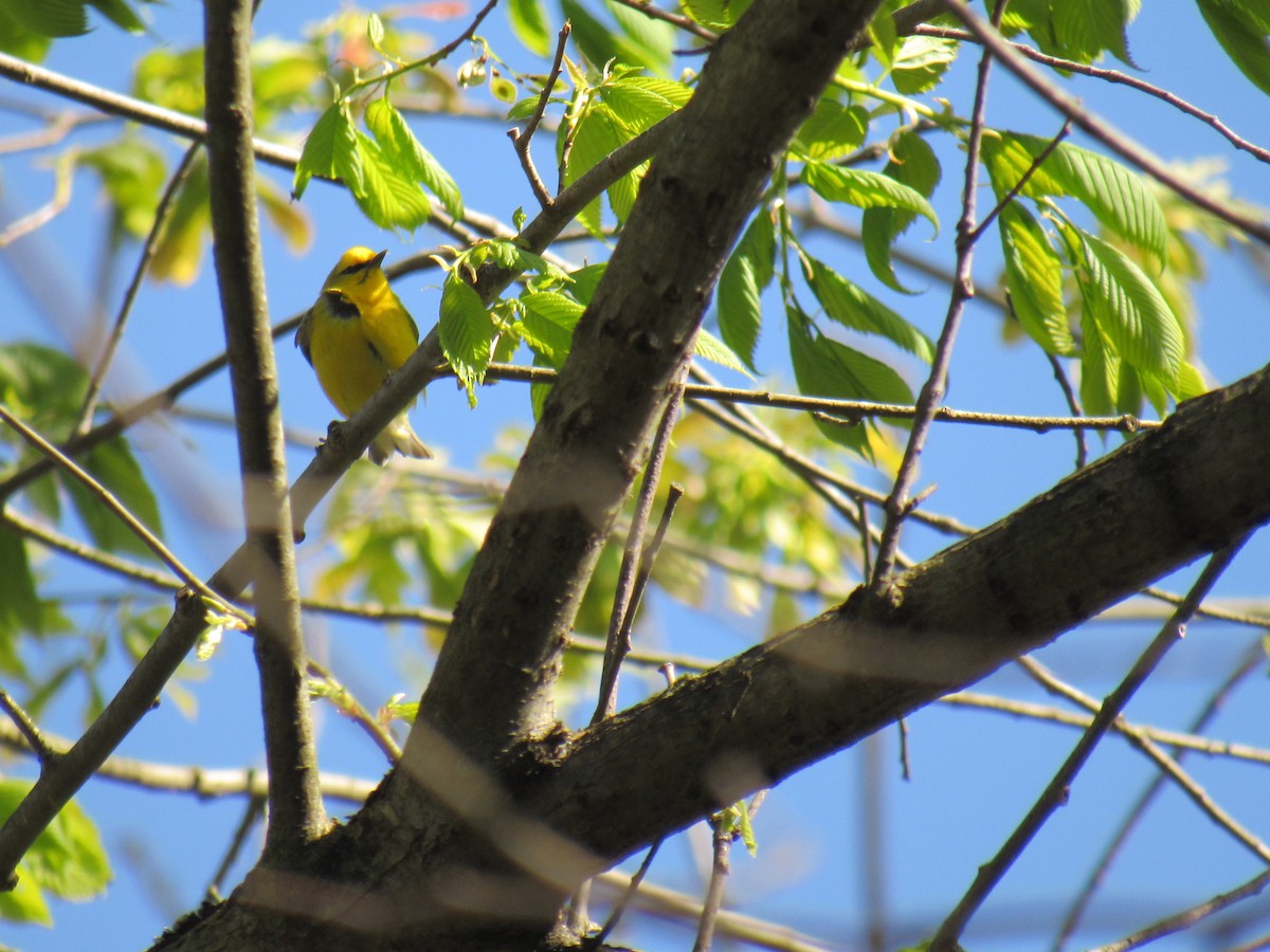 Blue-winged Warbler - ML234015831