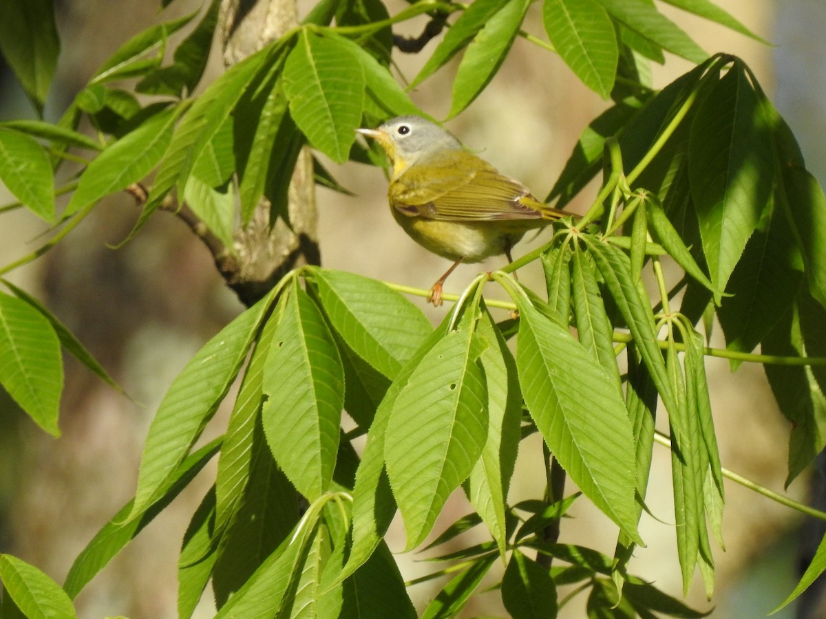 Nashville Warbler - ML234016511