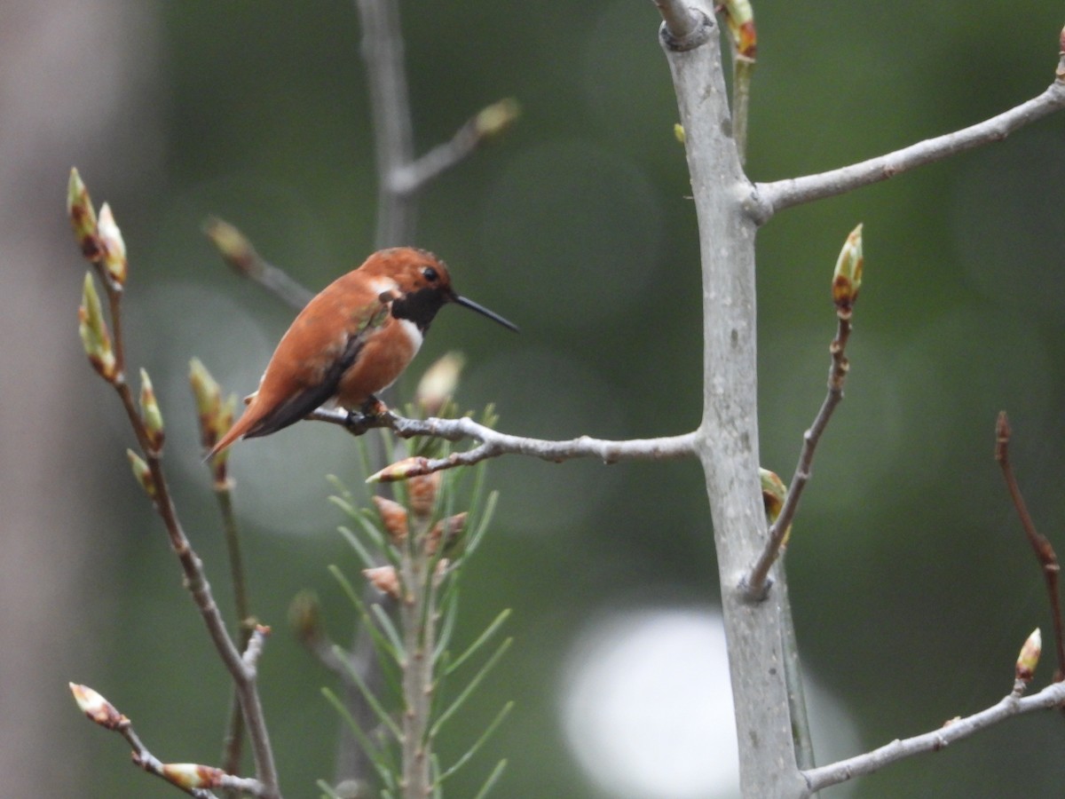 Rufous Hummingbird - ML234017071