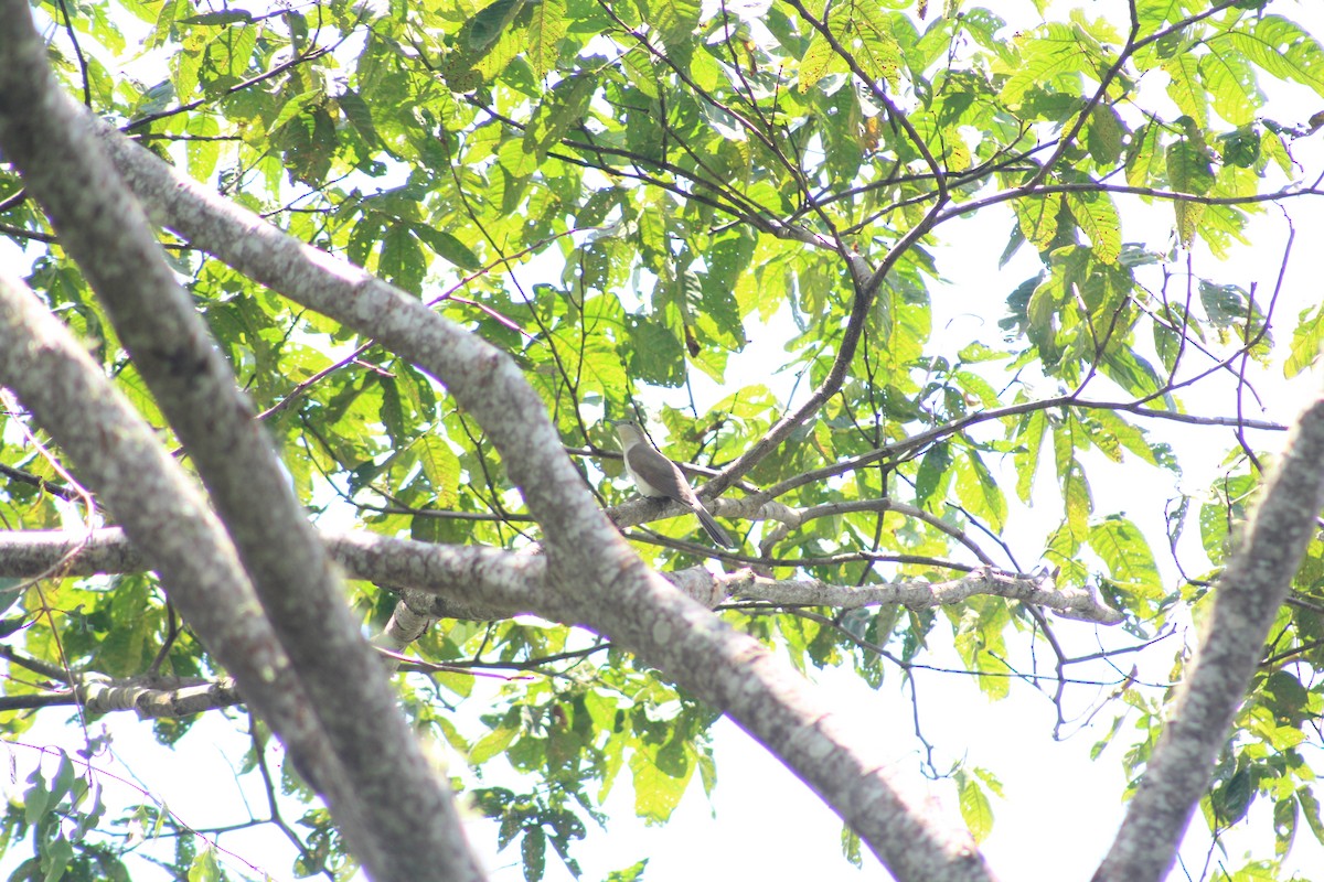 Black-billed Cuckoo - ML234017441