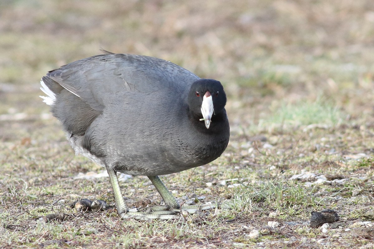 American Coot (Red-shielded) - ML234018421