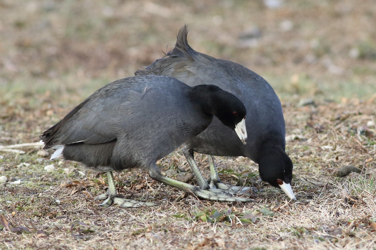 American Coot (Red-shielded) - ML234018431