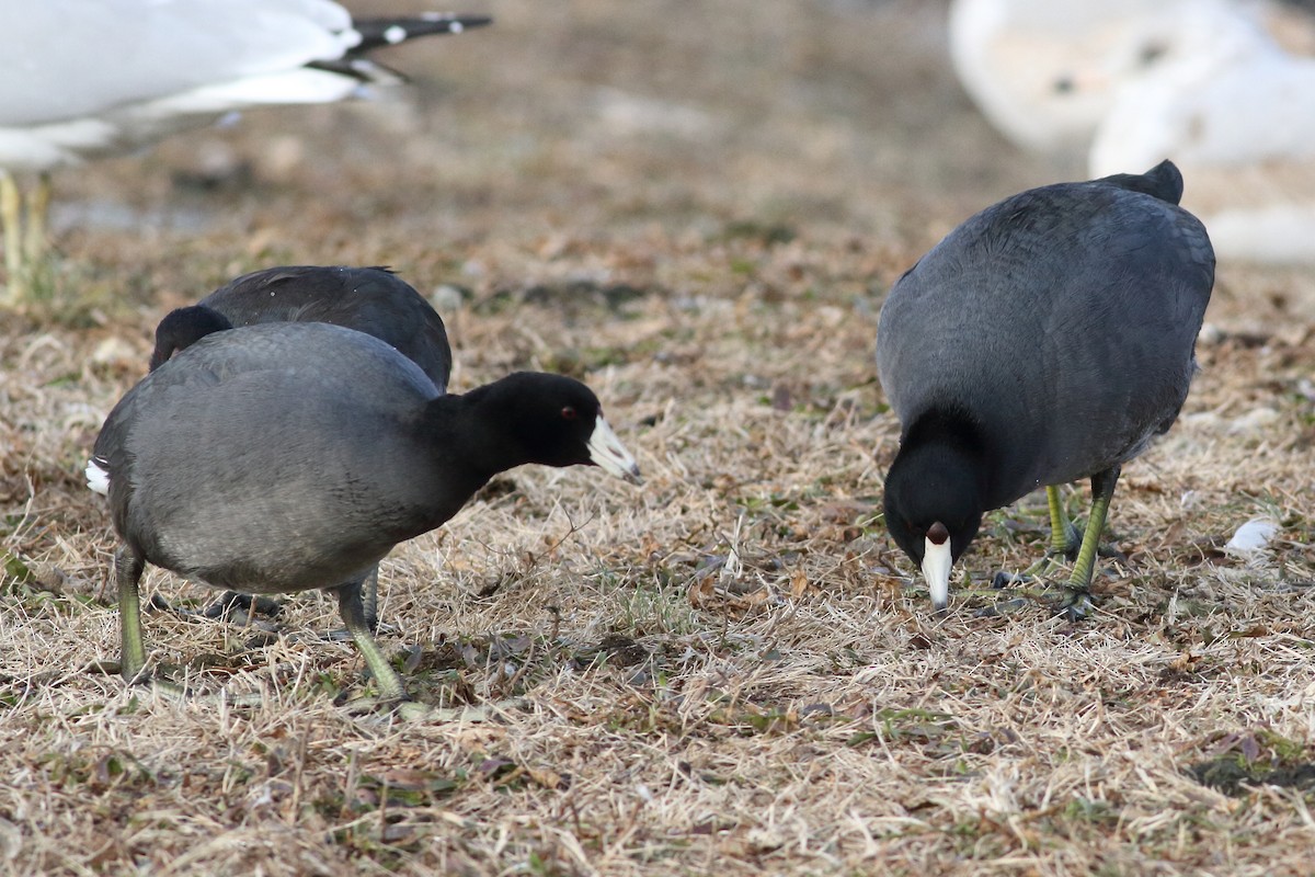 American Coot (Red-shielded) - ML234018441